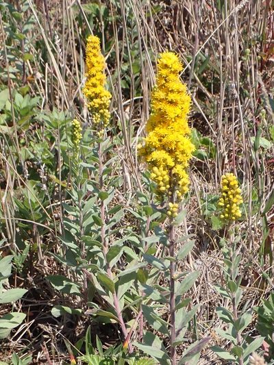 Solidago elongata, photographed by Steve Woodward