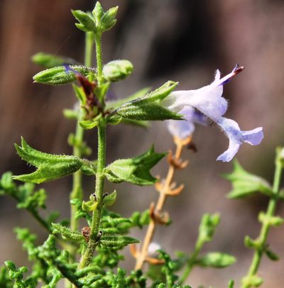 Salvia namaensis, photographed by Tony Rebelo