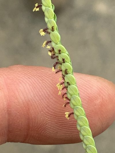 Paspalum laeve, photographed by Healthy Yards