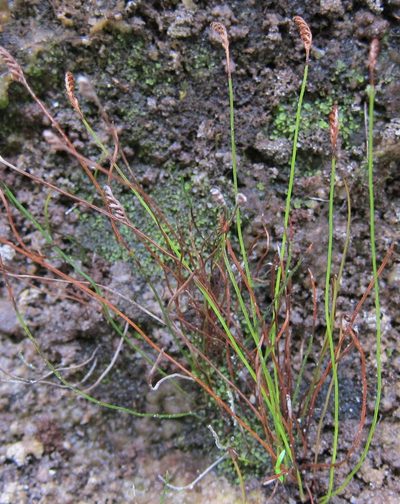 Microschizaea australis, photographed by John Steel