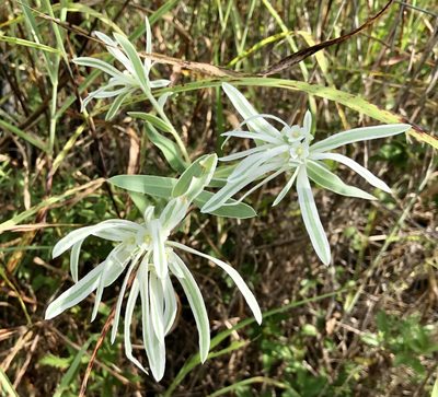 Euphorbia bicolor, photographed by Sue Ann Kendall