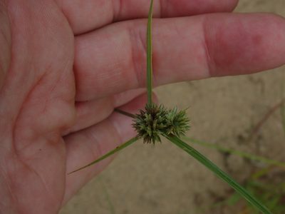Cyperus lupulinus, photographed by Lynn Harper
