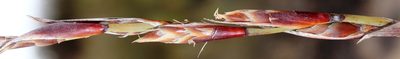 Cannomois scirpoides, photographed by Tony Rebelo