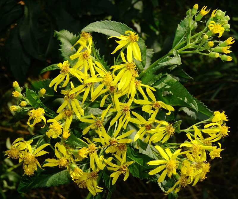 Senecio sarracenicus, photographed by Patrick Hacker