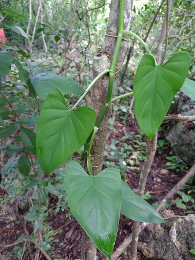 Philodendron jacquinii, photographed by Cenoteando