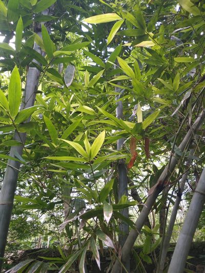 Bambusa oldhamii, photographed by Cenoteando