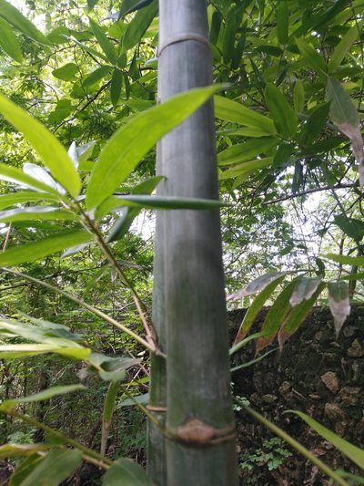 Bambusa oldhamii, photographed by Cenoteando