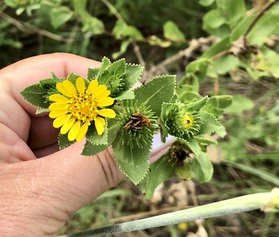 Grindelia adenodonta, photographed by Sue Ann Kendall