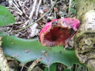 Acanthocereus tetragonus, photographed by Cenoteando