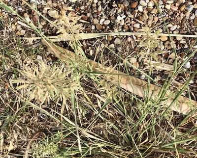 Eragrostis cilianensis, photographed by Sue Ann Kendall