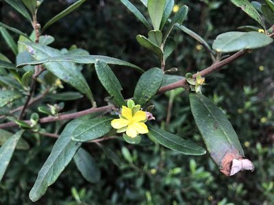 Hibbertia hexandra, photographed by Samuel Frankel