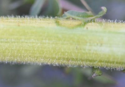 Descurainia sophioides, photographed by Eric Lamb