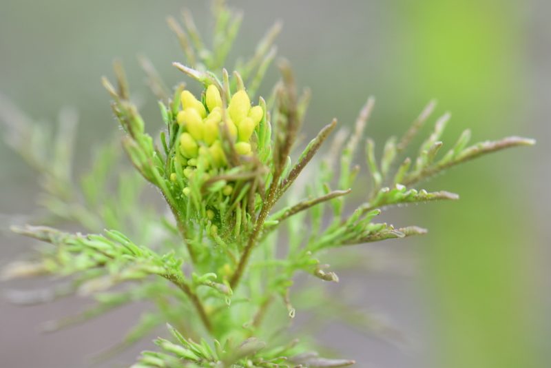 Descurainia sophioides, photographed by Eric Lamb