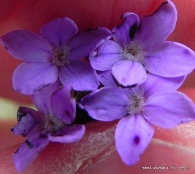 Buchnera simplex, photographed by Peter Warren
