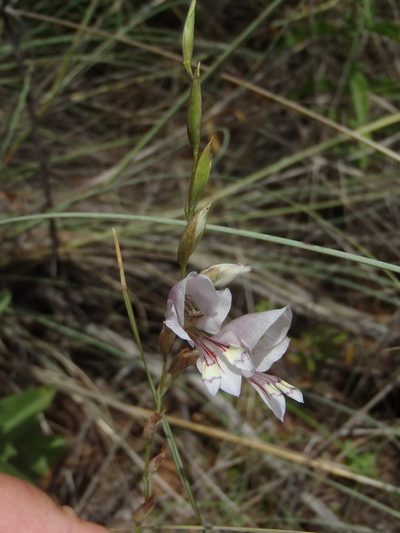 Gladiolus pretoriensis, photographed by Nicola van Berkel
