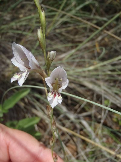 Gladiolus pretoriensis, photographed by Nicola van Berkel