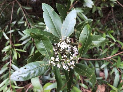 Zieria southwellii, photographed by Samuel Frankel