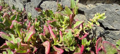 Patellifolia procumbens, photographed by Santiago Martín-Bravo