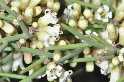 Colletia spinosissima, photographed by aacocucci