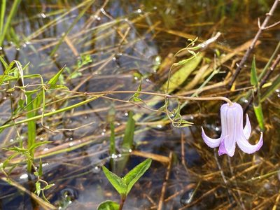 Clematis crispa, photographed by Jason K.