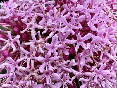 Clerodendrum bungei, photographed by Jason K.