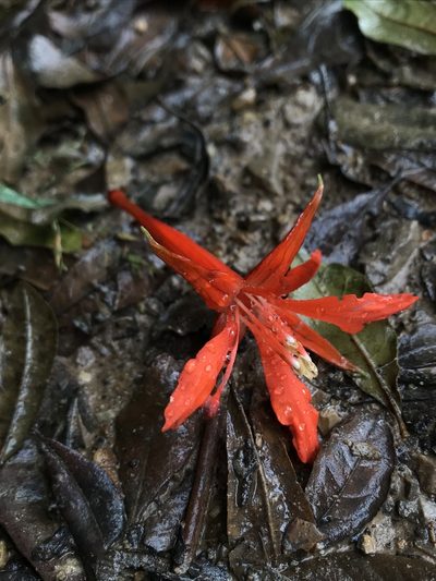 Fuchsia venusta, photographed by Nicolás Baresch Uribe