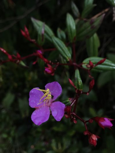 Monochaetum meridense, photographed by Nicolás Baresch Uribe