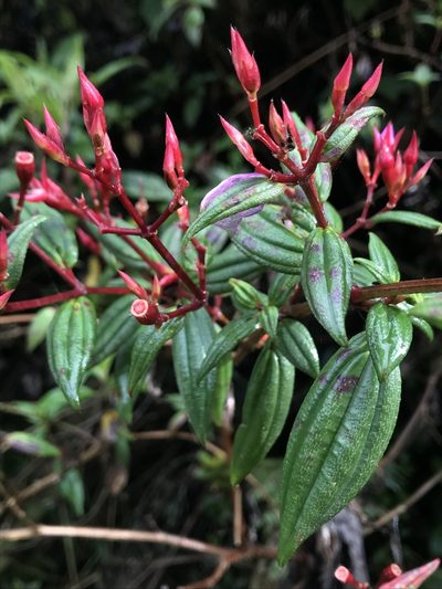 Monochaetum meridense, photographed by Nicolás Baresch Uribe