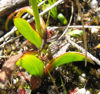 Thereianthus minutus, photographed by douglaseustonbrown