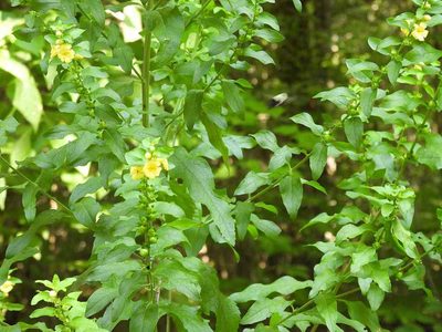 Dasistoma macrophylla, photographed by Roseanna Denton