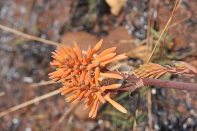 Aloe parvibracteata, photographed by Andrew Hankey