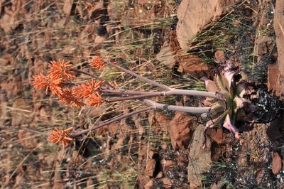 Aloe parvibracteata, photographed by Andrew Hankey