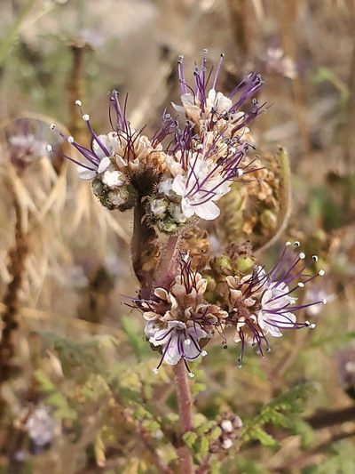 Phacelia alba, photographed by Craig Martin