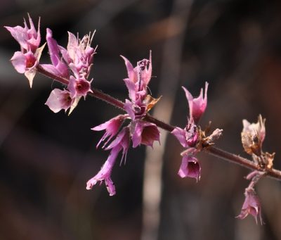 Ocimum serratum, photographed by Andrew Hankey