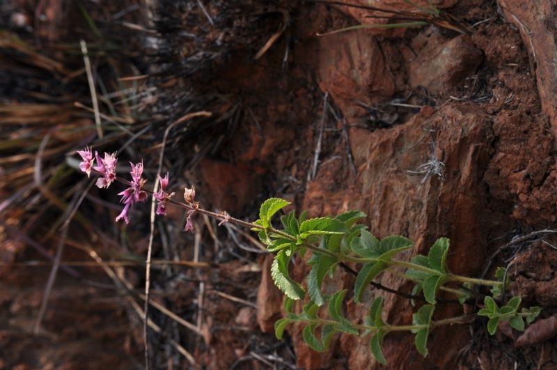 Ocimum serratum, photographed by Andrew Hankey