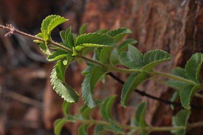 Ocimum serratum, photographed by Andrew Hankey