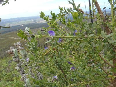 Psoralea keetii, photographed by Nicola van Berkel