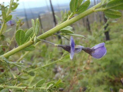 Psoralea keetii, photographed by Nicola van Berkel