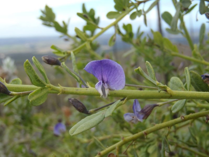 Psoralea keetii, photographed by Nicola van Berkel