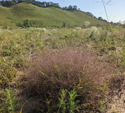 Eragrostis spectabilis, photographed by Ethan Rose