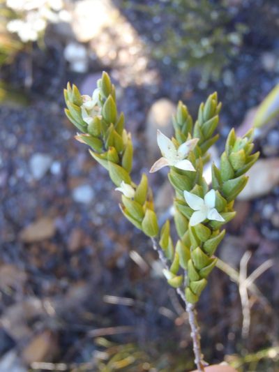 Lachnaea ruscifolia, photographed by Nicola van Berkel