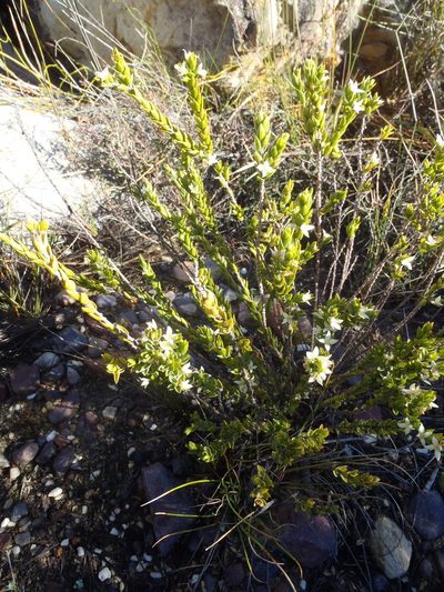 Lachnaea ruscifolia, photographed by Nicola van Berkel