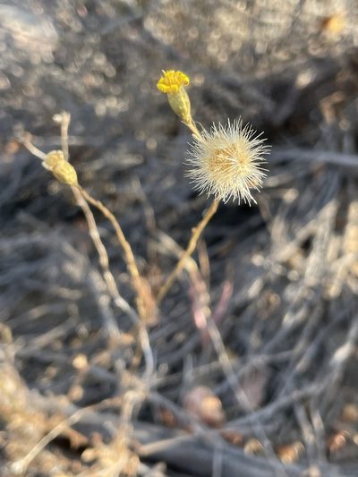 Xanthisma junceum, photographed by Sula Vanderplank