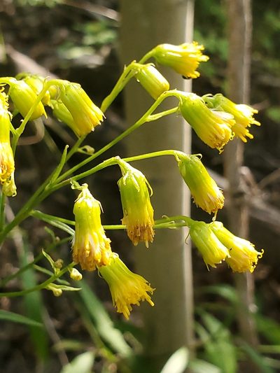 Senecio pudicus, photographed by Craig Martin
