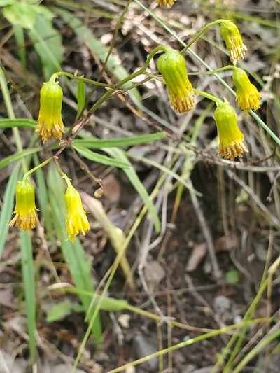 Senecio pudicus, photographed by Craig Martin