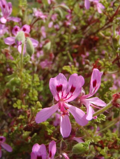 Pelargonium pseudoglutinosum, photographed by Nicola van Berkel