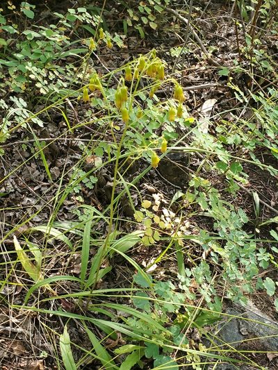 Senecio pudicus, photographed by Craig Martin