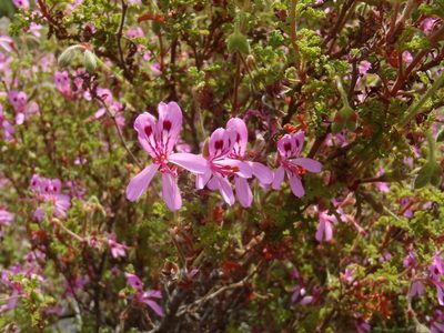 Pelargonium pseudoglutinosum, photographed by Nicola van Berkel