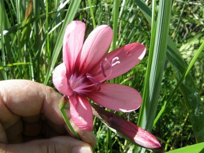 Geissorhiza callista, photographed by Klaus Wehrlin