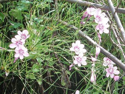 Geissorhiza callista, photographed by Klaus Wehrlin